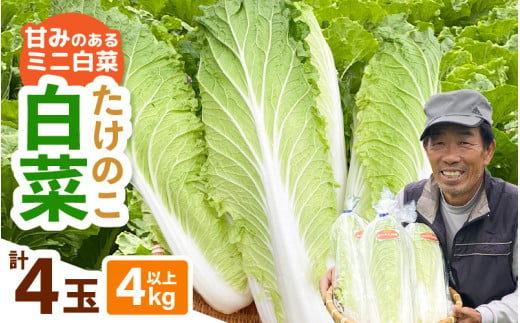 【先行予約】甘みのあるミニ白菜！「たけのこ白菜」4玉（1玉 約1kg）合計4kg以上 【2025年10月中旬より順次発送】【産地直送 野菜 冷蔵 ミニ白菜 生野菜 鍋もの野菜 サラダ野菜  スープ 炒めものベジタブル ミニサイズはくさい 調理しやすいヤサイ】 [e58-a002]