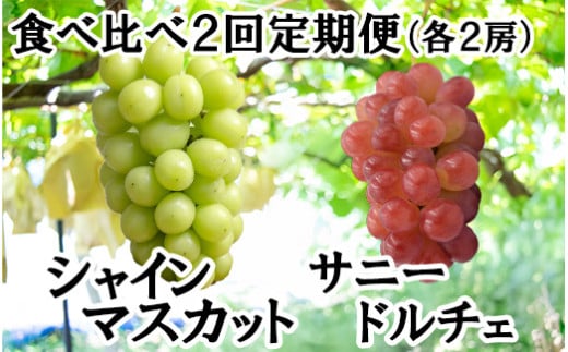 [数量限定][2025年発送分 先行予約][2回食べ比べ定期便・別送]シャインマスカット(2房)+サニードルチェ(2房)食べ比べ定期便(2回発送) ※本州限定 シャイン シャインマスカット フルーツ 果物 くだもの 山梨 やまなし サニードルチェ 食べ比べ 定期便