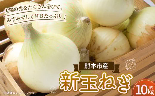 【数量限定】新玉ねぎ 約 10kg 野菜 やさい 玉ねぎ たまねぎ タマネギ 玉葱 オニオン スライス 国産 熊本 熊本市【2026年3月下旬～4月下旬発送予定】