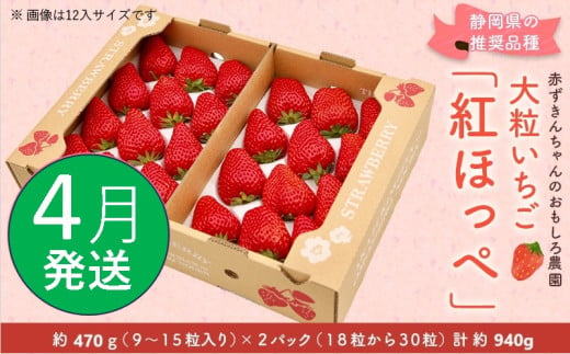 ６３９１　①４月の発送　大粒いちご 紅ほっぺ 470g×２P 計940g 令和7年1月頃から発送　①４月 ②５月  赤ずきんちゃんのおもしろ農園  