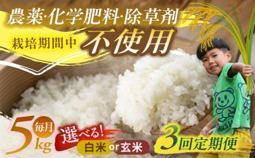 【3回定期便】源流育ち お山のお米 5kg 白米 玄米 選べる 国産 岐阜 白川町 / Sunpo [AWBC013]
