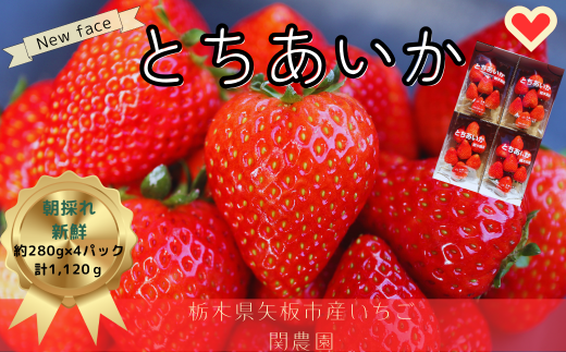 大粒とちあいか280g×4パック朝摘み新鮮【12月中旬より順次発送予定】｜いちご イチゴ 苺 フルーツ 果物 産地直送 とちあいか 矢板市産 栃木県産 関農園 [0611] 1861422 - 栃木県矢板市