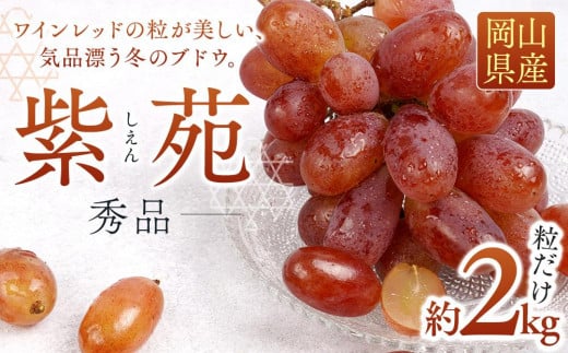 ぶどう 2025年 先行予約 紫苑 秀品 粒だけ 約2kg 岡山 国産 果物 フルーツ  2025年10月上旬から発送 1534496 - 岡山県岡山市