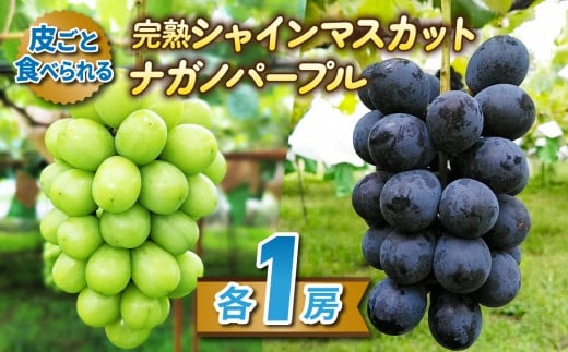 【先行受付2025年発送】皮ごと食べる2色ぶどうギフトセット（シャインマスカット、ナガノパープル）｜東御こもだ果樹園　※2025年10月上旬～10月下旬に発送予定 1884138 - 長野県東御市