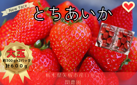 朝獲れ新鮮 特大とちあいか600g【12月中旬より順次発送予定】｜いちご イチゴ 苺 フルーツ 果物 産地直送 とちあいか 矢板市産 栃木県産 関農園 [0609] 1861420 - 栃木県矢板市