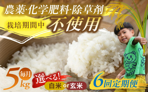 【6回定期便】源流育ち お山のお米 5kg 白米 玄米 選べる 国産 岐阜 白川町 / Sunpo [AWBC014]