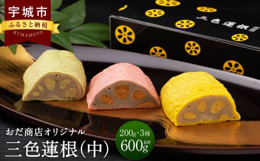 三色蓮根 （中）約200g×3本 合計約600g 蓮根 れんこん レンコン からし わさび さくら 熊本県 宇城市