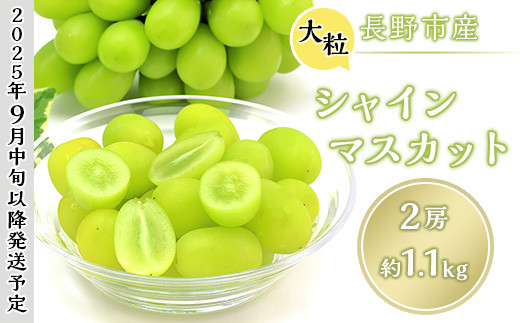 J0641【大粒2房】長野市産シャインマスカット約1.1kg【2025年9月中旬以降出荷分】(さらしな青果)