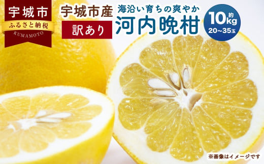 【訳あり】海沿い育ちの 爽やか 河内晩柑 約10kg（20～35玉）晩柑【2025年3月下旬～4月下旬発送予定】【河野柑橘園】ばんかん かわちばんかん