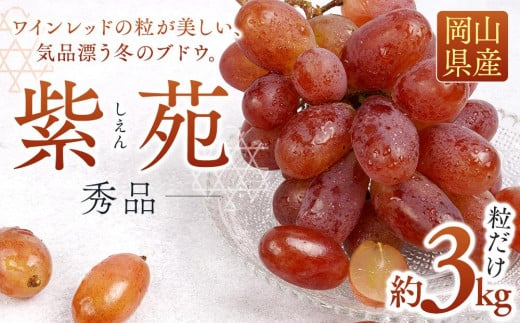 ぶどう 2025年 先行予約 紫苑 秀品 粒だけ 約3kg 岡山 国産 果物 フルーツ  2025年10月上旬から発送 1534497 - 岡山県岡山市