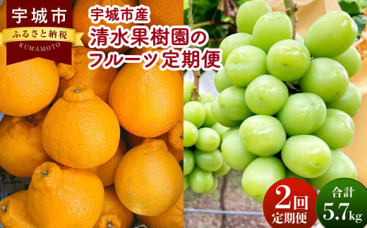 【2025年3月・8月発送】【2回定期便】清水果樹園のフルーツ 定期便 不知火 約4.5kg（15～20玉）・ シャインマスカット 約1.2kg（300g×4パック）柑橘 かんきつ マスカット ブドウ 熊本県 宇城市