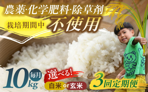 【3回定期便】源流育ち お山のお米 10kg 白米 玄米 選べる 国産 岐阜 白川町 / Sunpo [AWBC015]