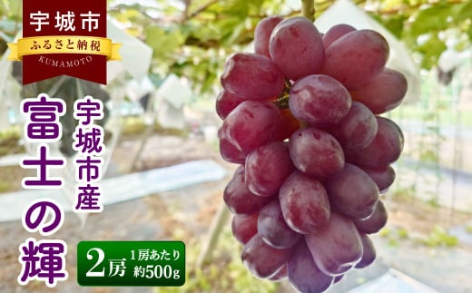 富士の輝 2房（約500g×2）計約1kg【清水果樹園】【2025年8月発送予定】 シャインマスカット マスカット ブドウ ぶどう 熊本県 宇城市