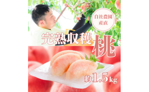 ＜2025年先行受付＞完熟収穫桃 約1.5kg 山梨県産 自社農園産直!【1579458】 1893198 - 山梨県山梨市