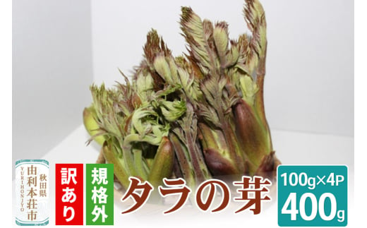 【訳あり品】 タラの芽 規格外 100g×4パック （発送は4月下旬～5月中旬ごろ予定） 1884149 - 秋田県由利本荘市