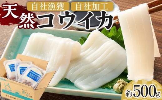 天然コウイカ 約500g イカ いか