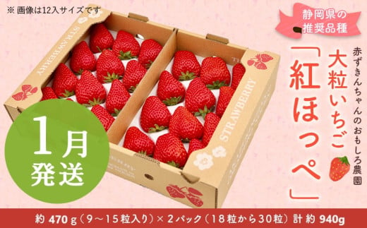 ６３９０　①1月の発送　大粒いちご 紅ほっぺ 470g×２P 計940g 令和7年1月頃から発送　①1月 ②2月 ③3月 赤ずきんちゃんのおもしろ農園  