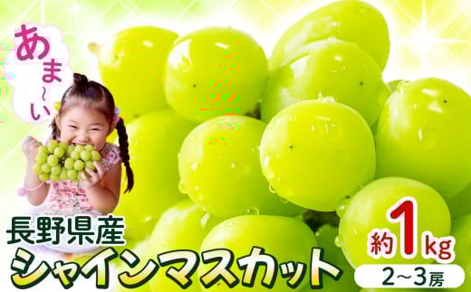 2025年 先行予約 シャインマスカット 約1kg ( 2房 ～ 3房 ) 浅間商産 | フルーツ くだもの ぶどう 果物 ブドウ 葡萄 マスカット シャインマスカット 甘い 果実  種無し たねなし 皮ごと 長野県 千曲市 信州 先行予約 1148656 - 長野県千曲市 |