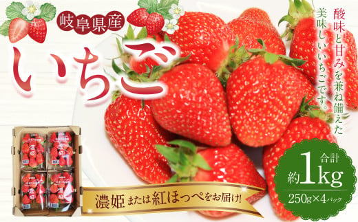 《数量限定》岐阜県産 いちご 「 濃姫 」または「 紅ほっぺ 」1ケース （約 250g × 4パック入） 苺 イチゴ 果物 フルーツ  【2025年1月上旬より順次発送予定】