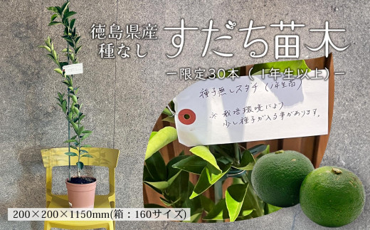 限定30本！徳島県産 種なしすだち苗木（1年生以上） 1881427 - 徳島県徳島市