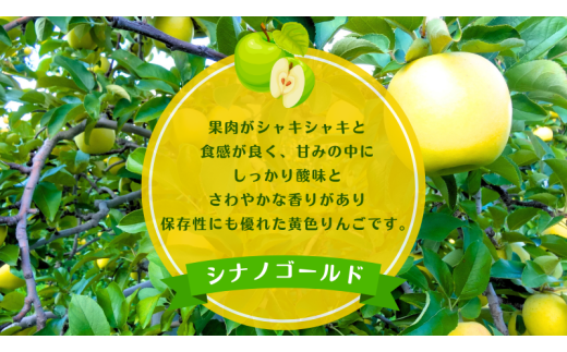 青森県田子町のふるさと納税 1月 田子の家庭用シナノゴールド 約10kg【訳あり】【青森りんご・長畝正幸さん生産直送・1月】