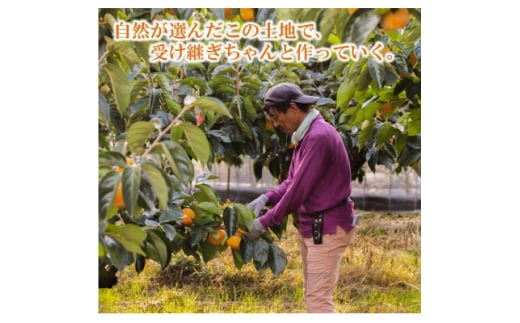 奈良県天理市のふるさと納税 ＜R7年10月以降発送＞刀根早生柿発祥の地・ひらたねなし柿(10～15玉入り)【1085761】