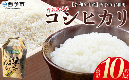 令和6年産　西予市宇和町産　特別栽培米コシヒカリ10kg 222322 - 愛媛県西予市