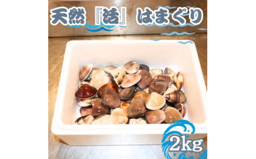 ＜数量限定＞天然『活』はまぐり　2kg　※1個:40g～80g＜千葉県勝浦市＞【1557990】 1905252 - 千葉県勝浦市