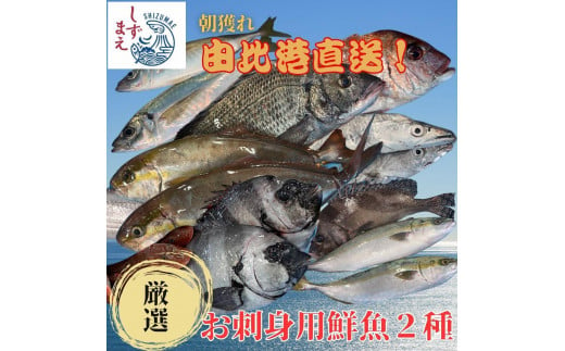 しずまえ！お刺身用鮮魚ボックス(厳選２種入り)