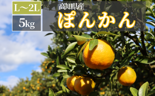 TM002-1 徳村のぽんかん L〜2Lサイズ＜5kg＞国産 東洋町産 訳アリ 甘い コク ジューシー 果肉 高知県 東洋町 四国 お取り寄せ フルーツ 果物 家庭用 自宅用 送料無料