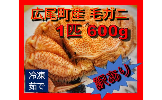 毛ガニ600g（冷凍茹で）【訳あり】(0069) 1895527 - 北海道広尾町