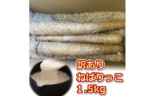 ９４２．【訳あり】ねばりっこ1.5kg 長芋 ながいも 鳥取県産 ≪野菜≫※期間限定11月上旬から4月中旬頃に順次発送予定 1494700 - 鳥取県北栄町