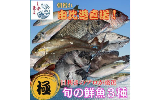 しずまえ！［極］鮮魚ボックス(厳選3種入り)