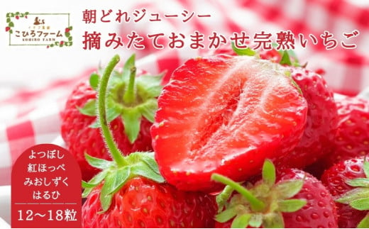 【贈答用】滋賀県湖南市産　摘みたて完熟いちご　約450g [№5748-0231]