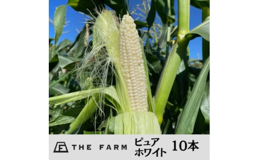 THE FARMの希少なとうもろこし「ピュアホワイト」 10本【1421920】 980295 - 千葉県香取市