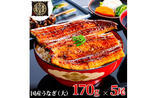 [№5695-1777]うなぎ蒲焼 170g×5尾(850g) うなぎ ウナギ 鰻 蒲焼 蒲焼き 静岡 島田市 1905192 - 静岡県島田市