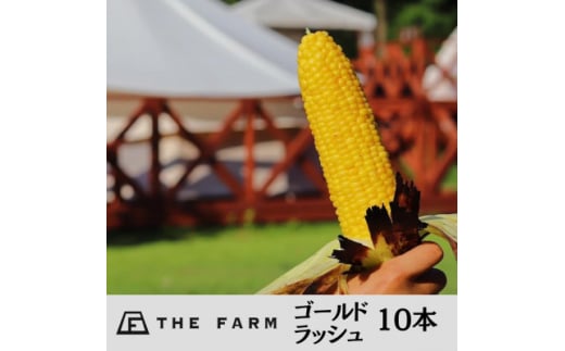 粒ぎっしり!THE FARMの朝採れ「ゴールドラッシュ」 10本【1421919】 980294 - 千葉県香取市