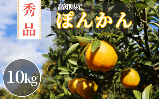 TM003-2 徳村のぽんかん 秀品＜gが選べる＞国産 東洋町産 訳アリ 甘い コク ジューシー 果肉 高知県 東洋町 四国 お取り寄せ フルーツ 果物 家庭用 自宅用 送料無料