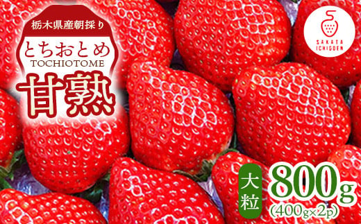 栃木県産朝採り甘熟とちおとめ12～18粒の大粒を2パックでお届け400g×2p ｜ とちおとめ いちご 苺 栃木県 果物 フルーツ ※北海道・沖縄・離島への配送不可 ※2025年1月上旬～4月中旬頃に順次発送予定