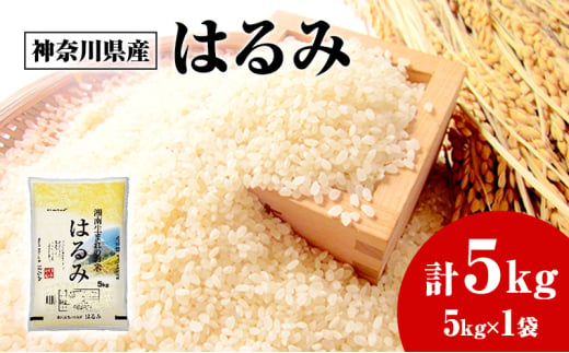 神奈川県産はるみ 5kg×1 白米 精米 米 はるみ 藤沢市 神奈川 1913223 - 神奈川県藤沢市