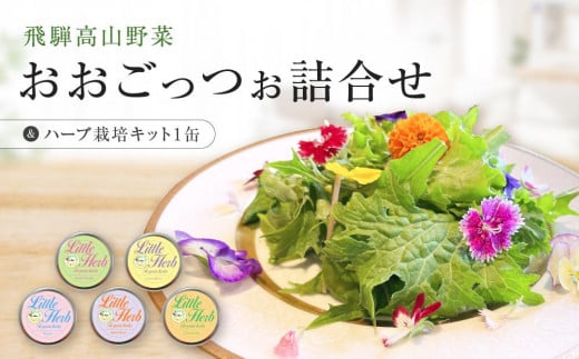 飛騨高山野菜『おおごっつぉ』詰合せ ＆ 缶で育てるハーブ栽培キット（ミニサイズ）| 野菜 グリーンリーフ エディブルフラワー 家庭菜園 リーフ 葉野菜 ハーブ 飛騨高山 株式会社FDS HS002 1756069 - 岐阜県高山市