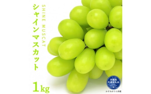 シャインマスカット　1kg（茨城県共通返礼品・かすみがうら市産）