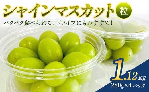 ≪2025年先行予約≫山形県 高畠町産 朝採り！ 粒売りシャインマスカット 1.12kg (280g×4パック) 2025年9月中旬から順次発送 ぶどう ブドウ 葡萄 マスカット 大粒 種なし 高級くだもの 果物 フルーツ 秋果実 産地直送 農家直送 数量限定 F21B-380