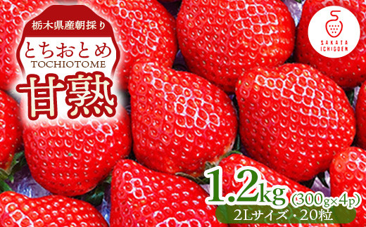 甘熟とちおとめ2L（20粒）各300g×4p ｜ とちおとめ いちご 苺 栃木県 果物 フルーツ ※北海道・沖縄・離島への配送不可 ※2025年1月上旬～4月中旬頃に順次発送予定