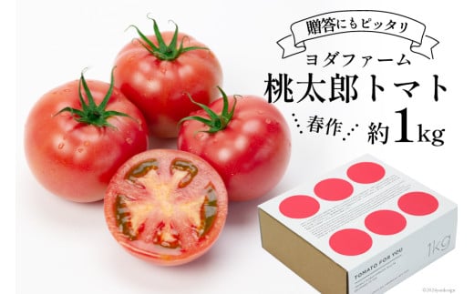 【2025年発送】春作 トマト 桃太郎 約1kg [ヨダファーム 山梨県 中央市 21470963] とまと tomato 野菜 やさい 1キロ 季節限定 期間限定 産地直送 山梨県産