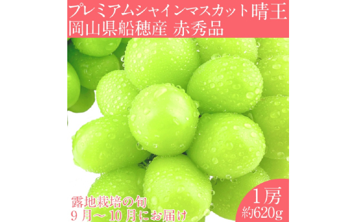 【2025年 予約受付中】  プレミアム シャインマスカット 晴王 1房約620g/ 岡山県 船穂産 赤秀品 種無し 皮ごと食べる みずみずしい 9月10月にお届け フレッシュ 晴れの国 おかやま 果物大国 彩美菜果 [№5735-2122]