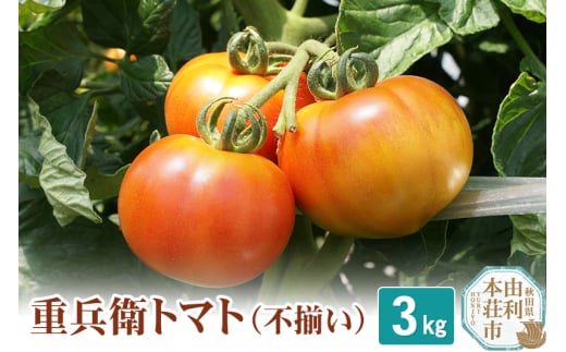 重兵衛トマト 3kg（不揃い）【訳あり】トマト とまと 甘い 水耕栽培 国産 野菜 訳あり 旬 有機野菜 1904840 - 秋田県由利本荘市