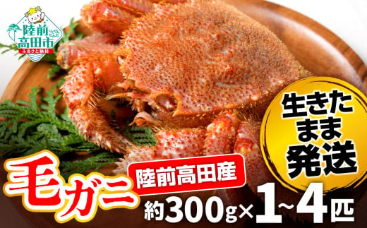 [先行予約] 陸前高田産 毛ガニ 約300g 選べる内容量 1〜4匹 生きたまま発送! [ 毛がに 蟹 かに カニ 魚介類 旬 鮮度抜群 産地直送 三陸産 ]令和7年2月から発送予定