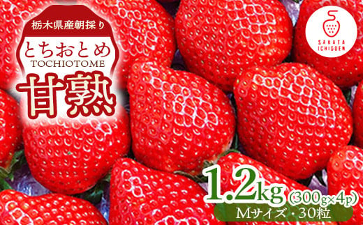 甘熟とちおとめM（30粒）各300g×4p ｜ とちおとめ いちご 苺 栃木県 果物 フルーツ ※北海道・沖縄・離島への配送不可 ※2025年1月上旬～4月中旬頃に順次発送予定