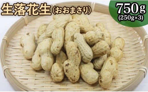 掘りたて 生落花生 「 おおまさり 」750g （250g×3袋） 先行予約 2025年産  1461842 - 千葉県八街市